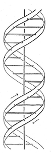 网站提供watson和crickza1953年4月25日在nature发表的第一篇论文的