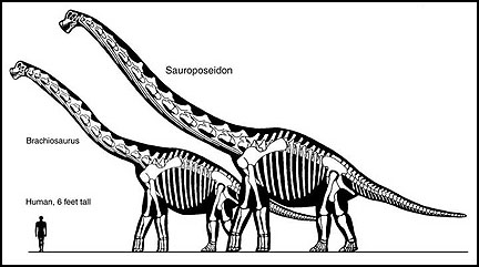 腕龙的化石图片