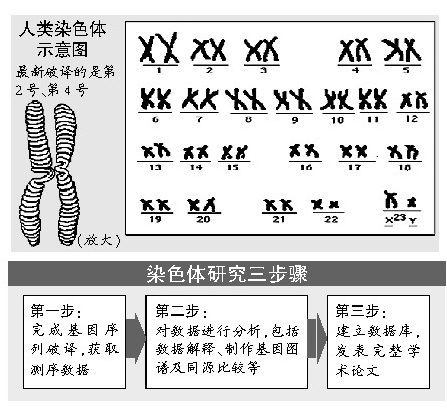 2号染色体证实人与黑猩猩同源点击此处查看全部科技图片证实人与黑