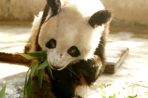 1月24日,在濟南動物園,34歲的雌性大熊貓桃桃在品嚐剛剛運來的鮮竹葉