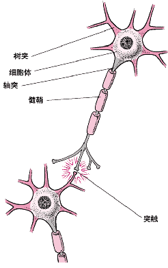 中科院科学家揭示神经细胞长相之谜