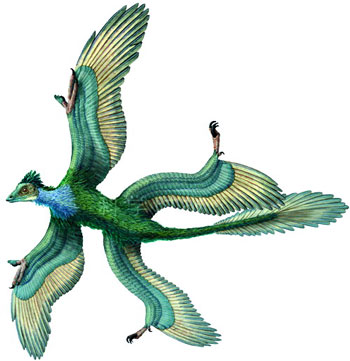 研究称始祖鸟长有两对翅膀用于飞行(图)_科学探索_科技时代_新浪网