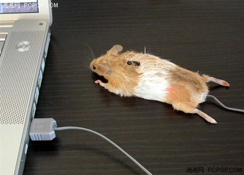 活老鼠变鼠标