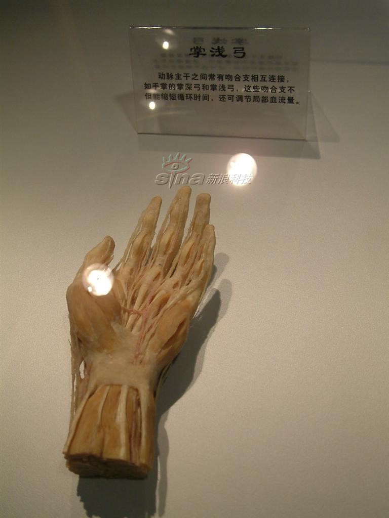 杭州自然博物馆人体图片