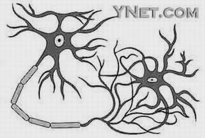 神经元铅笔绘图图片