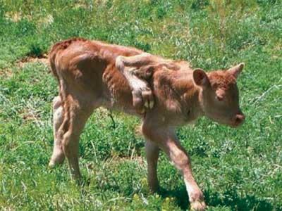 母牛怀孕六个月图图片