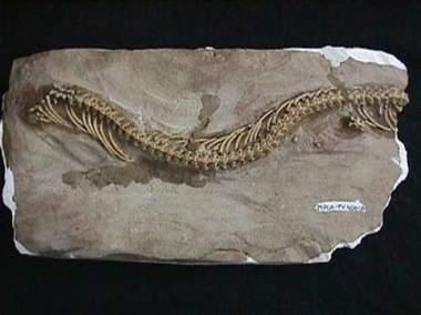 科学家在阿根廷发现已知最古老蛇类化石(图)