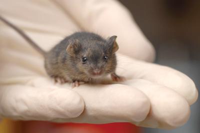 这种特殊老鼠的诞生表明,用来制造它的基因重组细胞在功能上与胚胎干