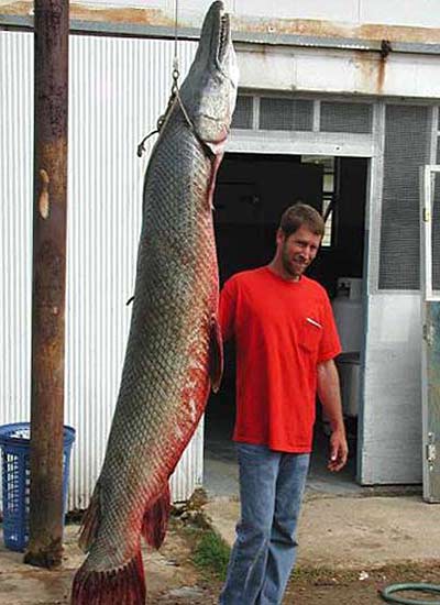 十大巨型淡水鱼