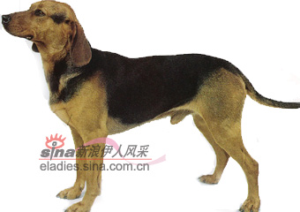 巴爾幹獵犬balkanhound組圖