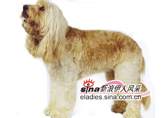 庫克頗犬 cockerpoo(組圖)