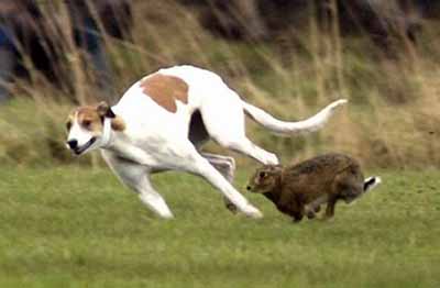 英国生死角逐犬兔赛跑(图)