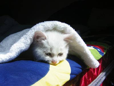 猫咪汤园平安无事了(组图)