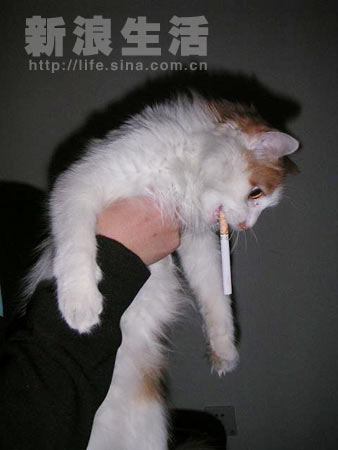 猫抽烟家里图片