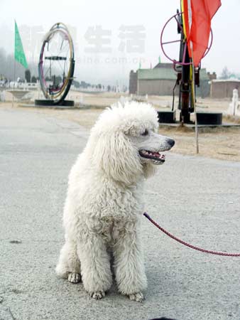 漂亮的贵妇犬点点组图