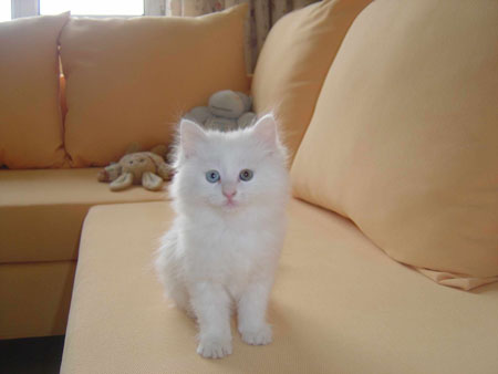 组图:幸福的大白猫先生
