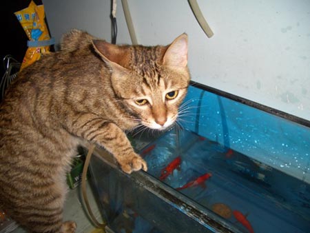 组图:我家野蛮猫小喵抓金鱼(2)