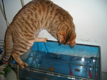 组图:我家野蛮猫小喵抓金鱼(3)