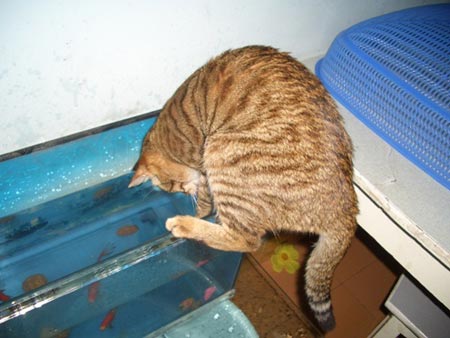 组图:我家野蛮猫小喵抓金鱼(6)