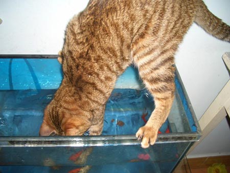 组图:我家野蛮猫小喵抓金鱼(7)