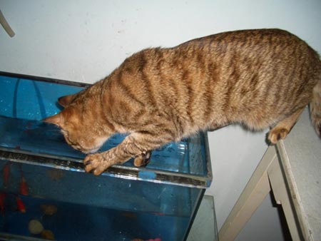 组图:我家野蛮猫小喵抓金鱼(8)