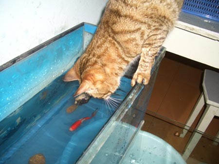组图:我家野蛮猫小喵抓金鱼(9)