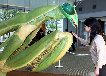 巨型螳螂1米泰坦图片
