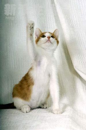猫猫举手表情包图片