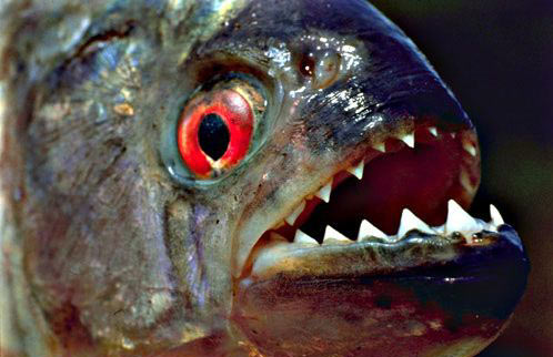 恐怖食人鱼5图片