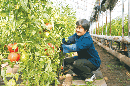 這裡有國家級的標準化大桃生產基地和市級標準化蔬菜溫室大棚