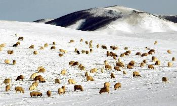 组图:内蒙古中东部草原遭受雪灾