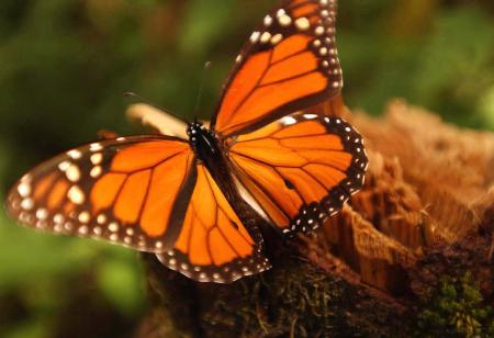 图文:美洲王蝶又到墨西哥越冬栖息地