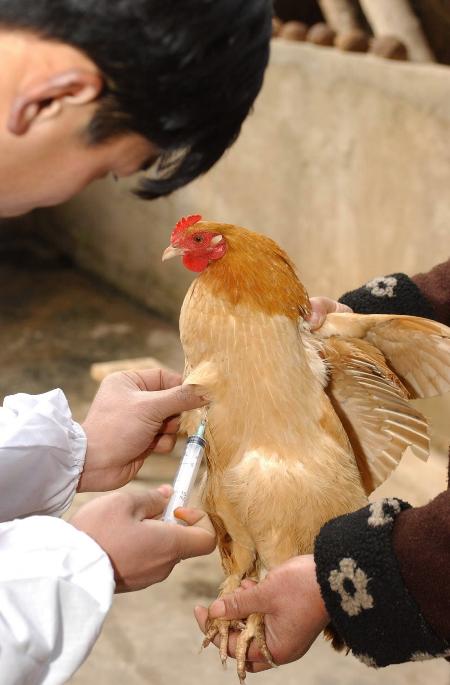 鸡注射疫苗部位图解图片