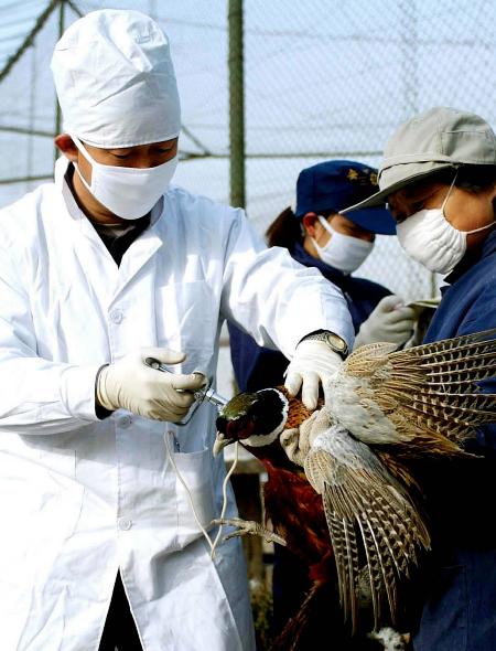 为飞禽注射疫苗    2月13日,太原市森林公园的防疫人员在给一只褐马鸡