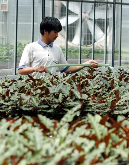 中心6月3日,天津花卉示范中心的工作人员在自动化温室中给花卉浇水