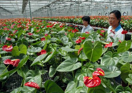 天津花卉示范中心拥有3万多平方米的自动化温室群,以