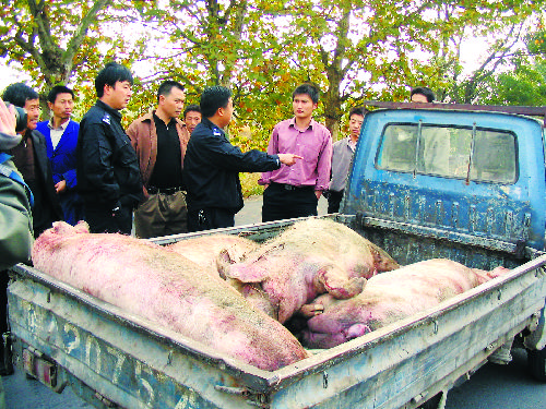 死猪扔地窖图片