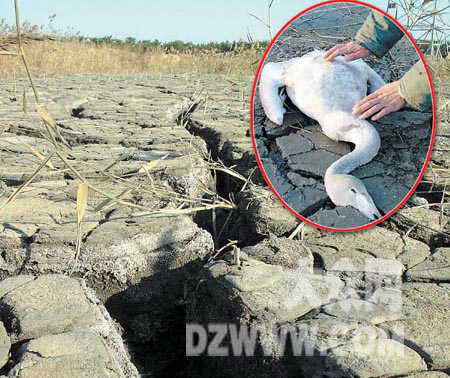 山东天鹅栖息地遭破坏数百只天鹅面临死亡图