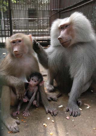 福州動物園首次成功繁殖阿拉伯狒狒(圖)