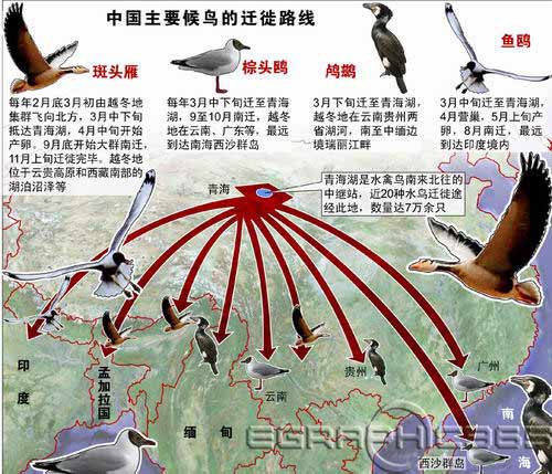 丹顶鹤迁徙路线图片