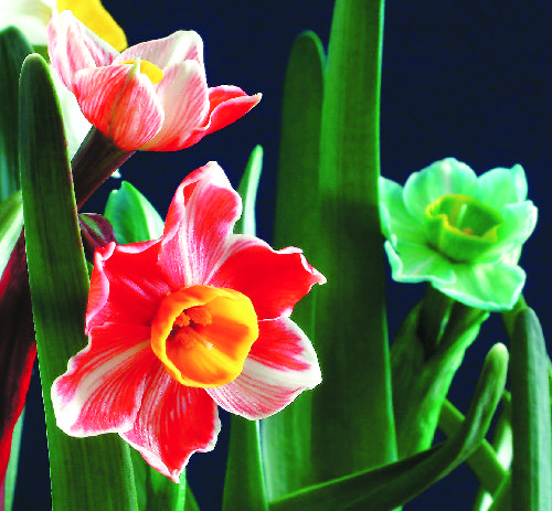 张炳春培育的水仙花能开出红,黄,蓝,绿等不同种颜色的花朵,令人称奇