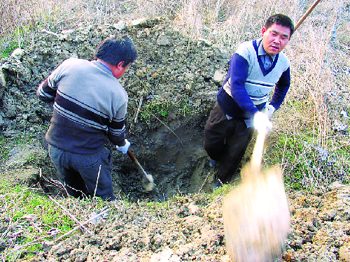 死猪被抛弃在省城 相关部门挖坑深埋(多图)