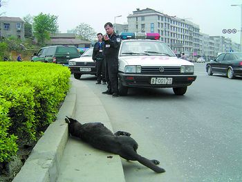 昨日上午,咬人的瘋狗終於被巡警擊斃.