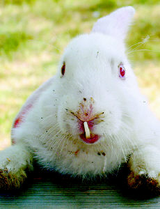小兔长长牙