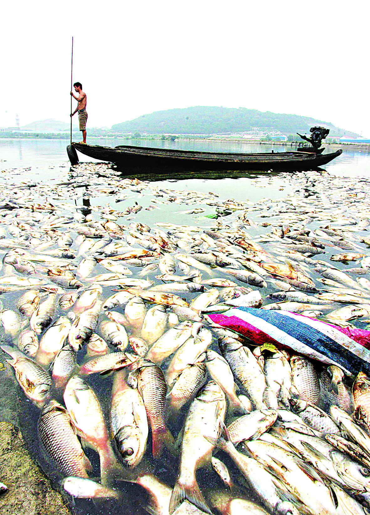 大批死鱼"染白"湖水(图)