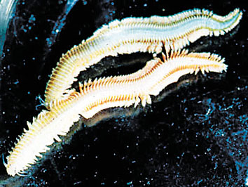 海蜈蚣与禾虫图片