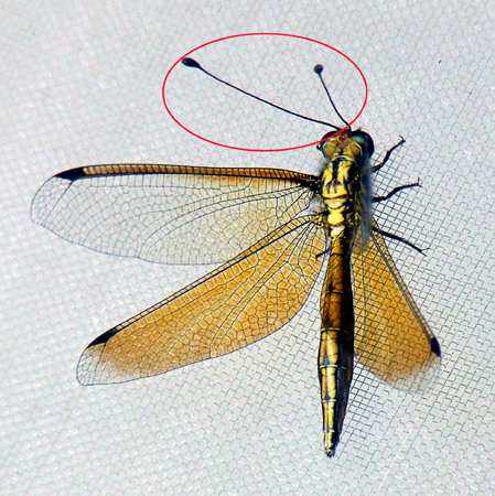 蜻蜓触角类型图片