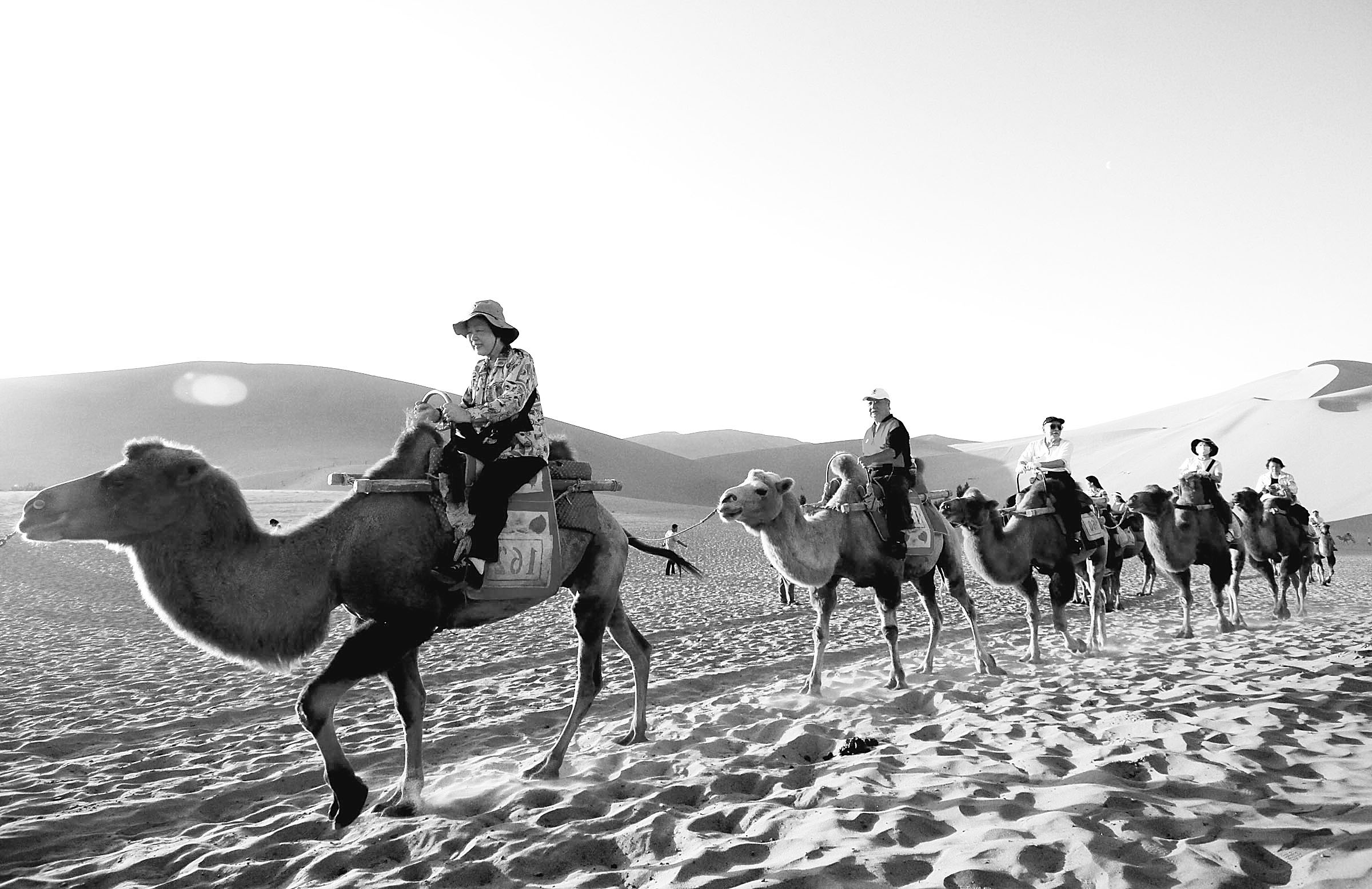 军人版沙漠骆驼图片