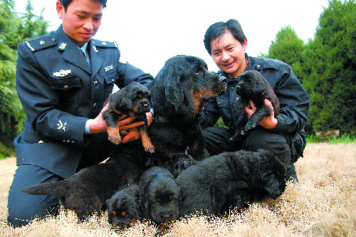 这次藏獒的成功繁育,为我省警犬队伍补充了新鲜血液,也为藏獒自幼进行