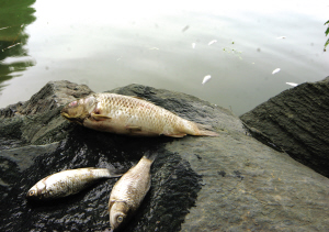 鱼死昆明湖